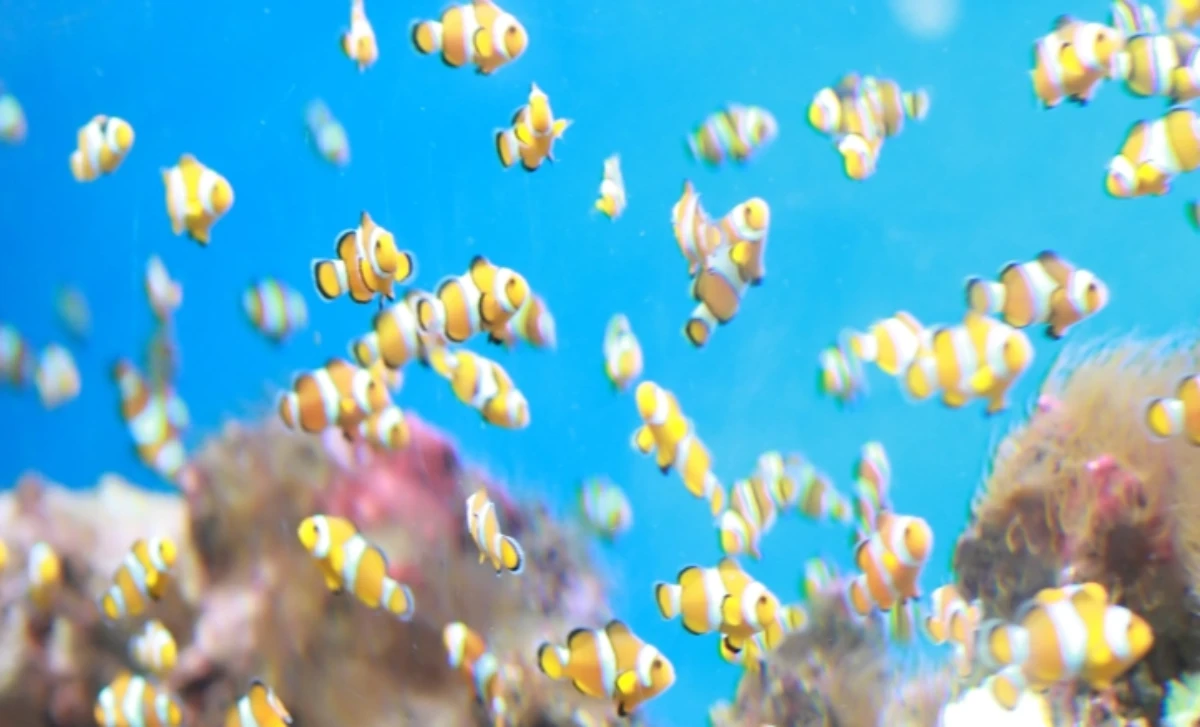 Our about image for Dorking Aquatics.  See more information for our Dorking location.